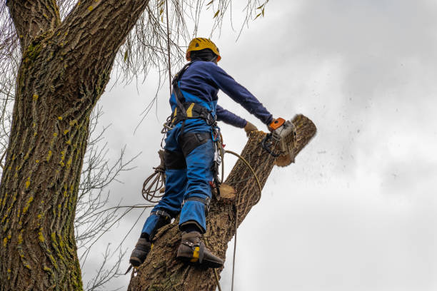 Best Tree Trimming and Pruning  in Forney, TX