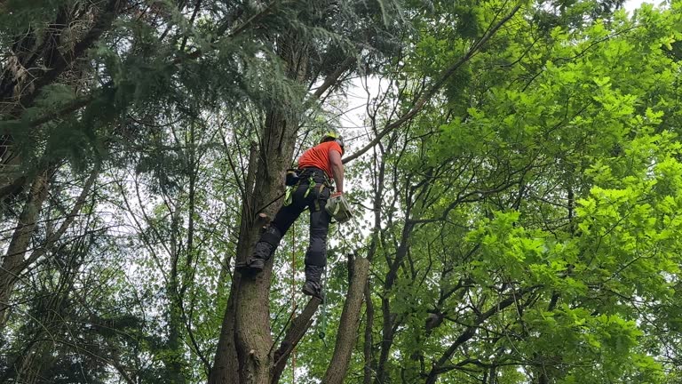 Best Tree Risk Assessment  in Forney, TX