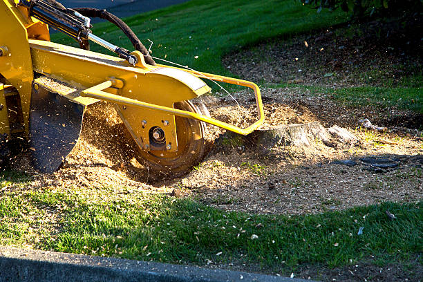 Best Grass Overseeding  in Forney, TX