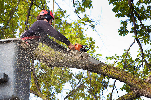 Best Emergency Tree Removal  in Forney, TX
