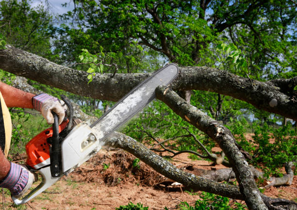 Best Lawn Grading and Leveling  in Forney, TX